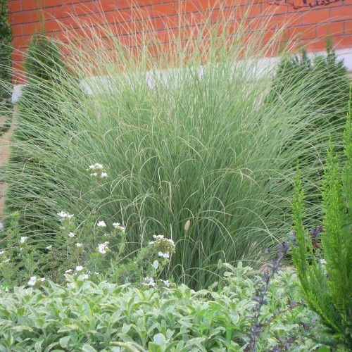 Miscanthus sinensis 'Morning Light' - Hiina siidpööris 'Morning Light' P11/0,75L
